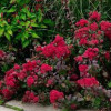 ������ ��������� "Red Cauli" (��� �����) - ����-��������