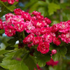 ��������� ������������ "Pauls Scarlet" (����� �������) - ����-��������