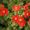 �������� ������������� "Marian Red Robin" (������ ��� �����) - ����-��������