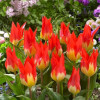 ������� Fosteriana "Flames Mystery"(������� ������ �������) - ����-��������