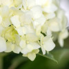 ��������� ����������� Flower Wow ("������ ���") - ����-��������