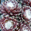 �������� "Rubrum" (������) - ����-��������