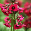 ������� �������� "Miller's Crimson" (������c �������) - ����-��������