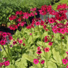 ������� �������� "Miller's Crimson" (������c �������) - ����-��������