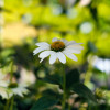 �������� ��������� "White Swan" (���� ����) - ����-��������