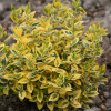 ��������� ������� "Emerald Gold" (�������� ����) - ����-��������