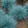 �������� ����� "Elijah Blue" (������� ���) - ����-��������