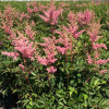 �������� ������� "Elizabeth Bloom" ("�������� ����") - ����-��������