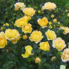 ���� Yellow Fairy ("������ ����") - ����-��������