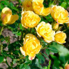 ���� Yellow Fairy ("������ ����") - ����-��������