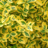 ��������� ������� "Emerald Gold" (�������� ����) - ����-��������