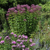 ��������� ��������� "Autropurpureum" (�������������) - ����-��������