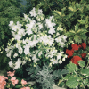 ���������� ��������������� Summer Stars ("������ �����") - ����-��������