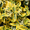 ��������� ������� "Emerald Gold" (�������� ����) - ����-��������