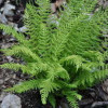 ��������� "Woodsia obtusa" (������� ������) - ����-��������