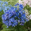 ���������� ��������������� Summer Cloid ("������ �����") - ����-��������