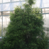 ��� �������� "Filiformis" (����������) - ����-��������