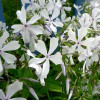 ����� ������������� "White Perfume" (���� ������) - ����-��������