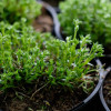 ����� ���������� "Emerald Cushion Blue" (�������� ����� ���) - ����-��������