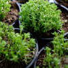����� ���������� "Autropurpurea" (������������) - ����-��������