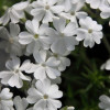 ����� ���������� "White" (����) - ����-��������