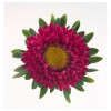 ����� ��������� Fan Deep Rose ("��� ��� ����") - ����-��������