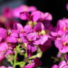 ������ ���������� Catwalk Pink ("������� ����") - ����-��������