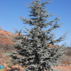 ���� ��������� Glauca ("������") - ����-��������