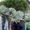 ���� ��������� Glauca ("������") - ����-��������