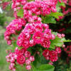 ��������� ������������ "Pauls Scarlet" (����� �������) - ����-��������