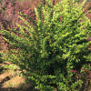 �������� �������� "Green Ornament" (���� ��������) - ����-��������