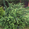�������� �������� "Green Ornament" (���� ��������) - ����-��������