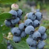 �������� ������������ "Jorma" (������) - ����-��������