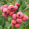 �������� ������������ Pink Blueberry ("���� ��������") - ����-��������