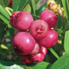 �������� ������������ Pink Blueberry ("���� ��������") - ����-��������