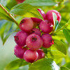 �������� ������������ Pink Blueberry ("���� ��������") - ����-��������