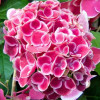 ��������� ������������� "Trivoli Rot" (������� ���) - ����-��������