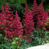 �������� ������� "Burgundy Red" (�������� ���) - ����-��������