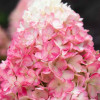 ��������� ����������� "Raspberry Pink" (������� ����) - ����-��������
