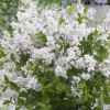 ������� ������ ������ Flowerfesta White ("���������� ����") - ����-��������