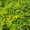 ��������� ���������� Aurea ("�����")  - ����-��������