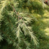 ���� ����������� Aurea ("�����") - ����-��������