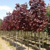 ���� ������������ "Royal Red" (���� ���) - ����-��������