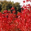 ���� ������������ "Royal Red" (���� ���) - ����-��������