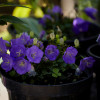 ����������� ����������  "Pearl Deep Blue" (���� ���� ���) - ����-��������