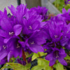 ����������� ��������� "Bellefleur Blue" (�������� ���) - ����-��������