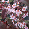 �������� ������������ "Colorata" (��������) - ����-��������