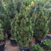 ����� ������ Columnaris ("����������") - ����-��������