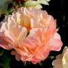 ���� ��������� Coral Sunset ("����� ������") - ����-��������