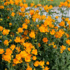 ���������� "Golden Queen" (������ ����) - ����-��������